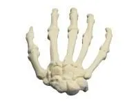 310_Модель_скелета_кисти