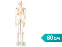Модель скелета человека 80 см (на подставке)