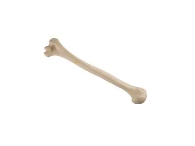 Плечевая кость, стандартная, левая, ORTHOBone