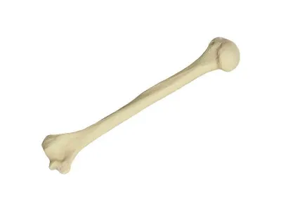 Композитная модель плечевой кости человека