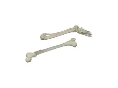 Модель костей левой нижней конечности