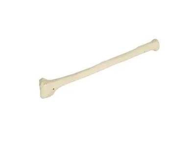 Лучевая кость, правая, ORTHOBone