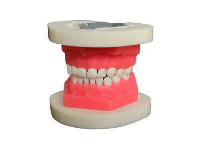 Денто-модель для экстракции временных зубов ЧВН-20Э