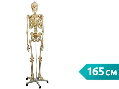 Модель скелета человека (со стойкой), 165 см