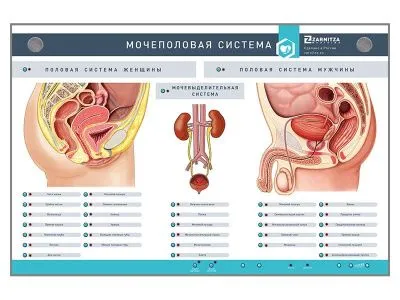 Интерактивный светодинамический стенд "Мочеполовая система"