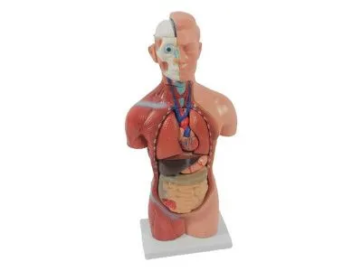 Модель торса бесполая разборная 42 см 18 частей