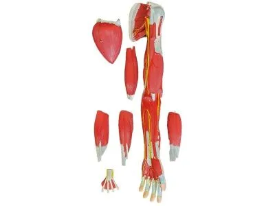Модель мышц руки разборная 7 частей (на подставке)