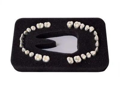 Комплект из 28 модельных зубов З-28П к денто-модели верхней и нижней челюстей для лечения пародонтоза ЧВН-28П (Артикул МУ0319)