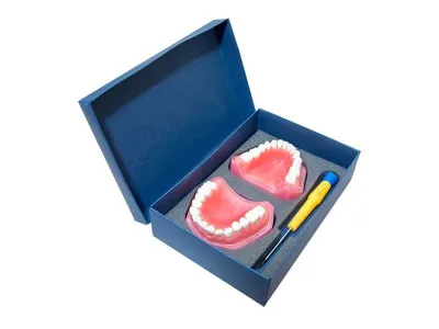 Денто-модель верхней и нижней челюсти ЧВН-28 N