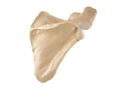 Лопатка, правая, ORTHOBone