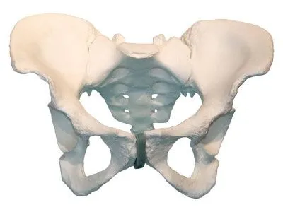Композитная модель таза