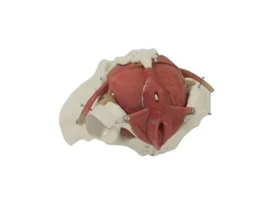 Модель женского таза с мышцами разборная 10 частей