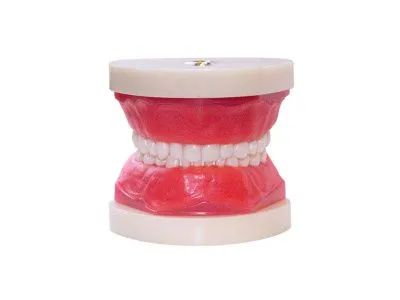Денто-модель сменного прикуса ЧВН-24