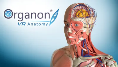 Программная платформа 3D Organon