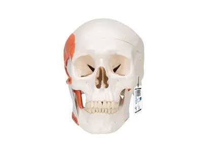 Модель черепа человека с жевательными мышцами 3B Smart Anatomy