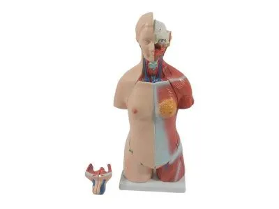 Модель торса двуполая разборная 45 см 23 части