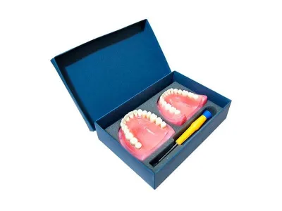 Денто-модель верхней и нижней челюсти ЧВН-32 N