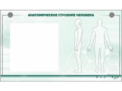 Электрифицированный стенд "Анатомическое строение человека" со сменными фолиями