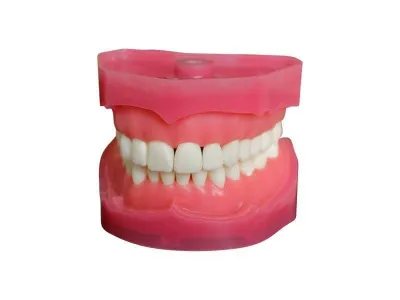 Денто-модель верхней и нижней челюстей для анестезии ЧВН-28А