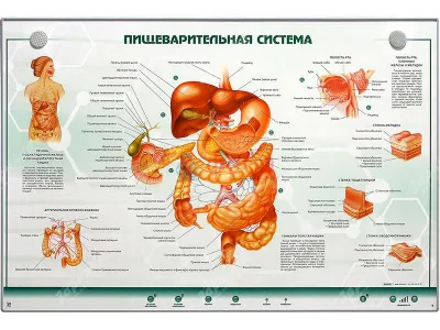Интерактивный светодинамический стенд "Пищеварительная система" с макетными образцами