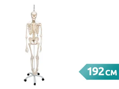 Функциональная подвесная модель скелета Frank 3B Smart Anatomy, 192 см 