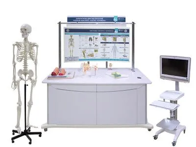 Лабораторно-диагностический учебный комплекс «Скелет человека», 177 см