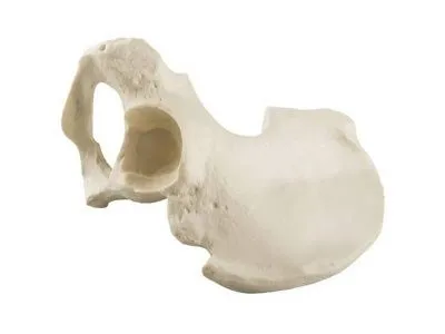 Половина таза, правая, стандартная, мужчина, ORTHOBone