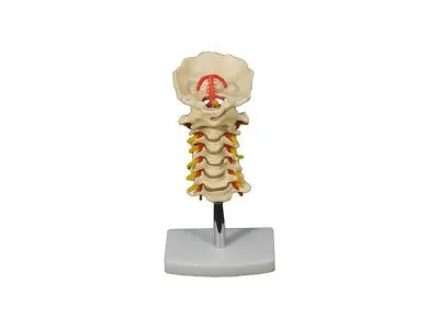 Модель шейного отдела позвоночника (на подставке)