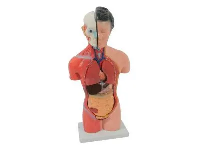 Модель женского торса разборная 42 см 15 частей