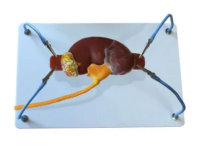 Пособие для отработки навыков лапароскопии «Почка с мочеточником»