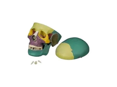 Модель черепа человека с раскрашенными костями 3 части