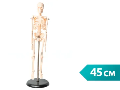 Модель скелета человека 45 см (на подставке)