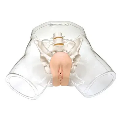 Прозрачная модель для обучения катетеризации, женская