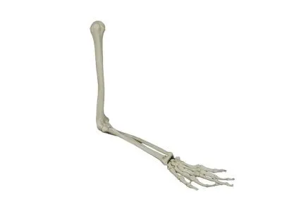 Модель костей правой верхней конечности