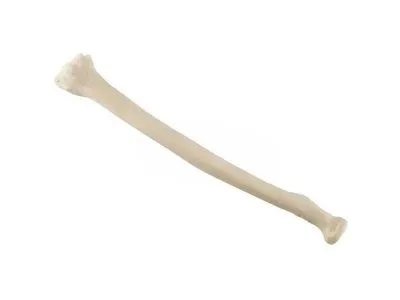 Лучевая кость, стандартная, правая, ORTHOBone