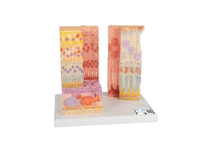 Модель глаза 3B MICROanatomy 3B Smart Anatomy