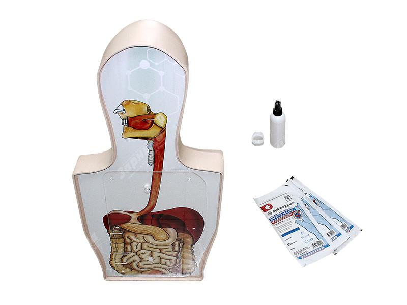 Тренажер гастроскопии и катетеризации желчного протока — купить в МЕДСЕТ