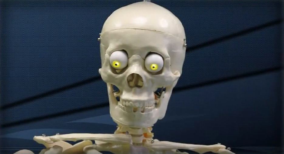 Электрифицированный стенд-тренажер c макетом скелета "Анатомическое строение человека" — купить в МЕДСЕТ