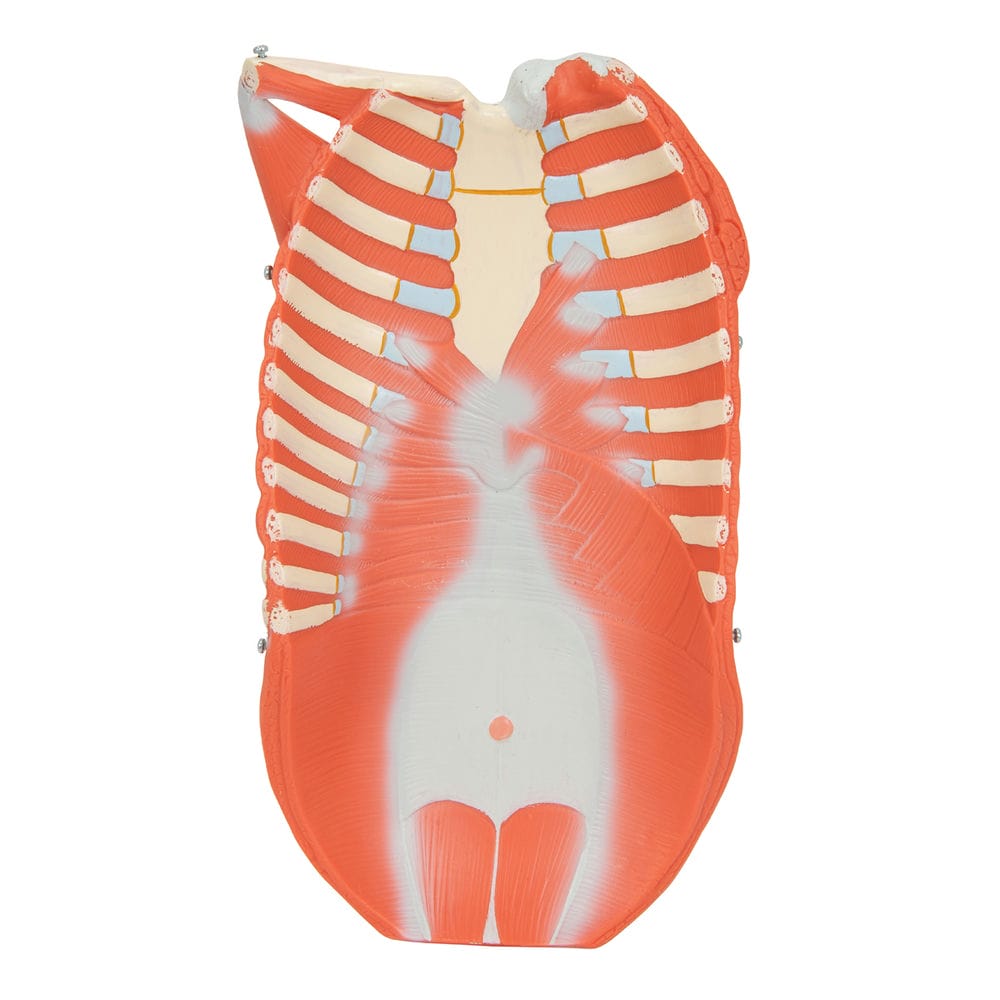 Двуполая фигура с мышцами, в комплектеРис. — купить в МЕДСЕТ