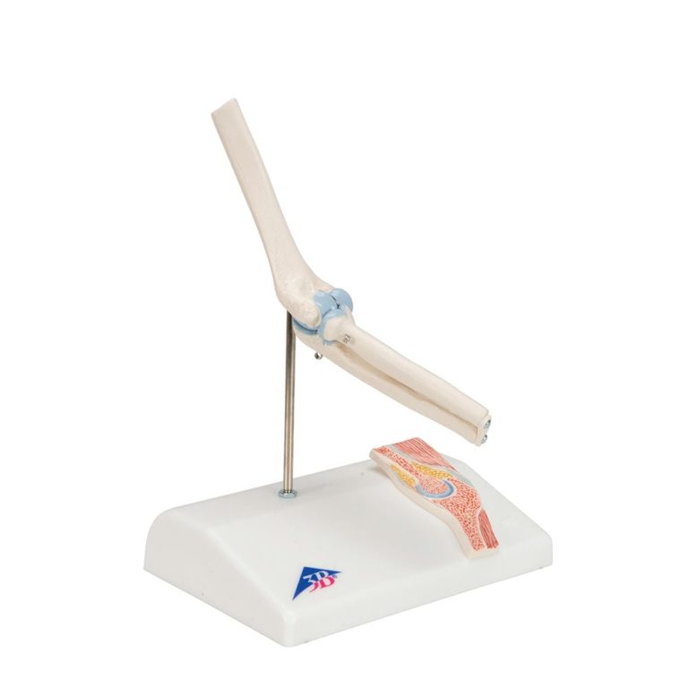 Мини-модель плечевого сустава с поперечным сечением — купить в МЕДСЕТ