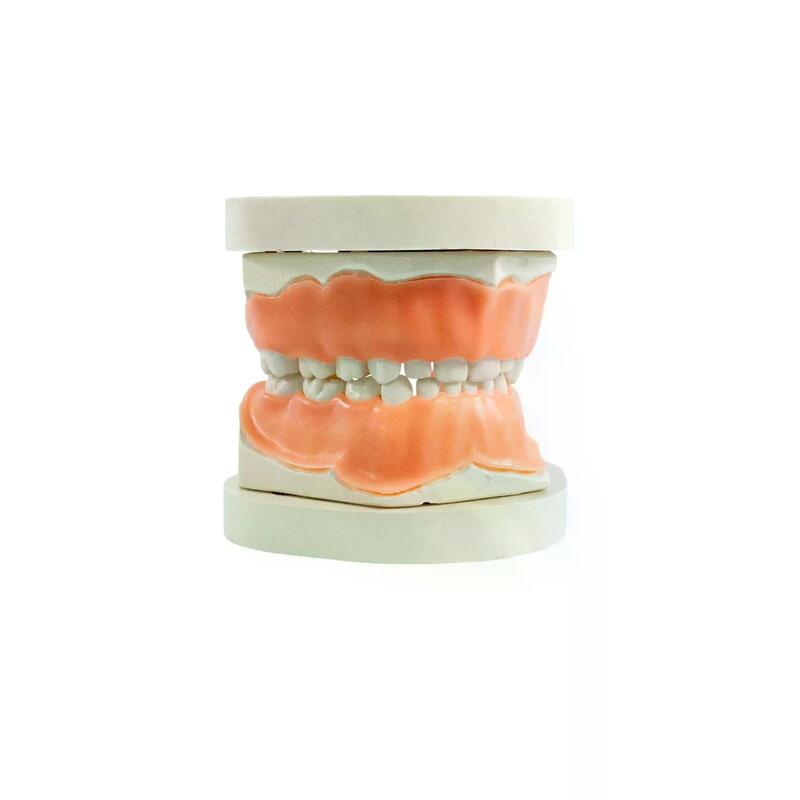 Учебная детская стоматологическая модель верхней и нижней челюсти — купить в МЕДСЕТ