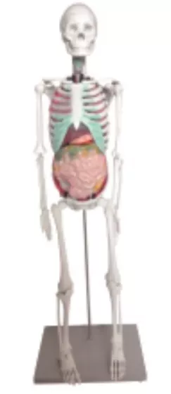 Модель скелета с внутренними органами (11304-1) — купить в МЕДСЕТ