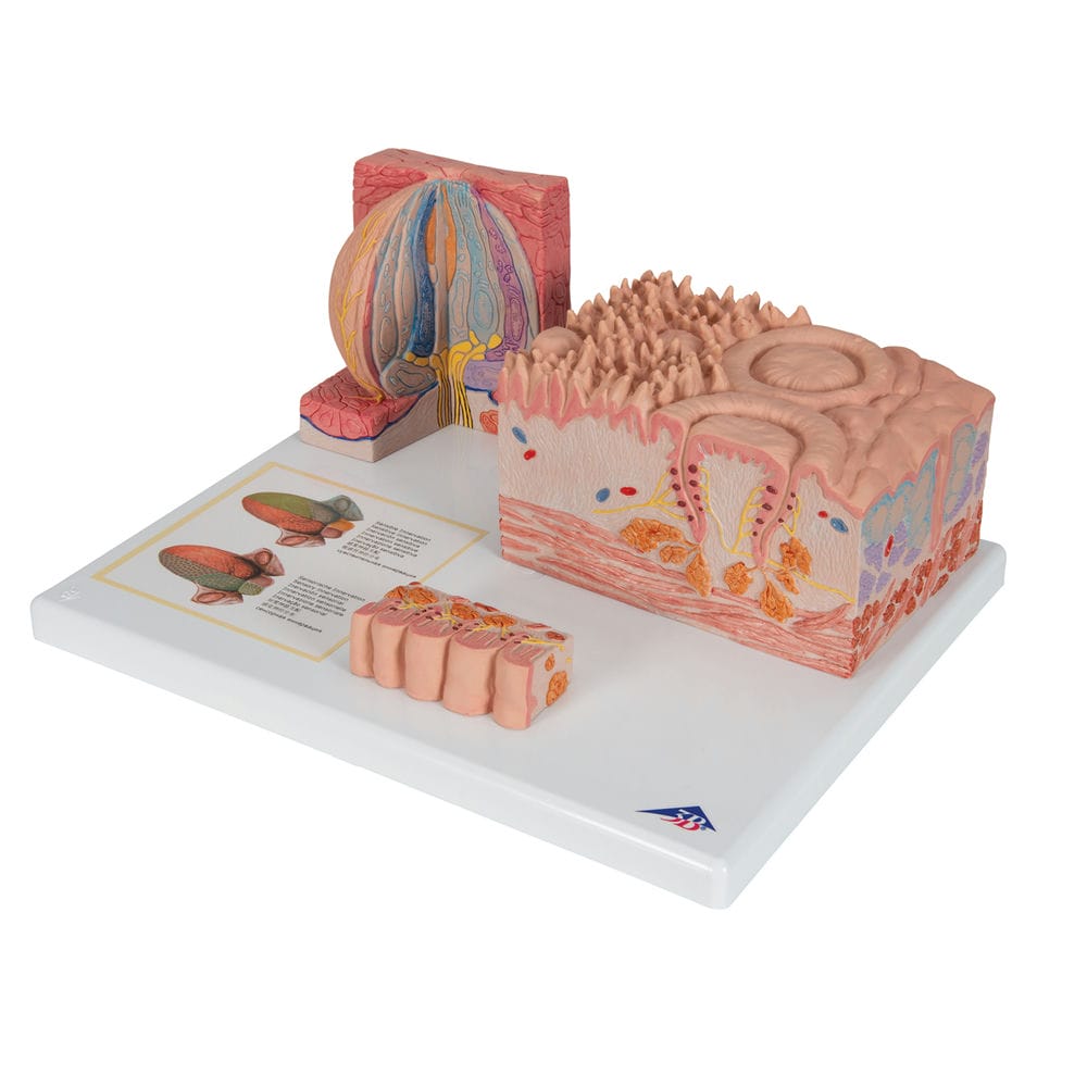 Модель языка из серии 3B MICROanatomy — купить в МЕДСЕТ