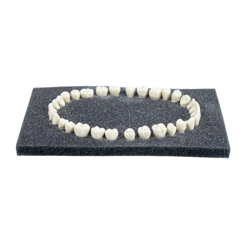 Набор из 32 зубов из дюропласта для модели удаления PD-MU P — купить в МЕДСЕТ