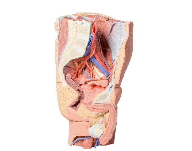 Медиальный разрез мужского таза (15101-1) — купить в МЕДСЕТ