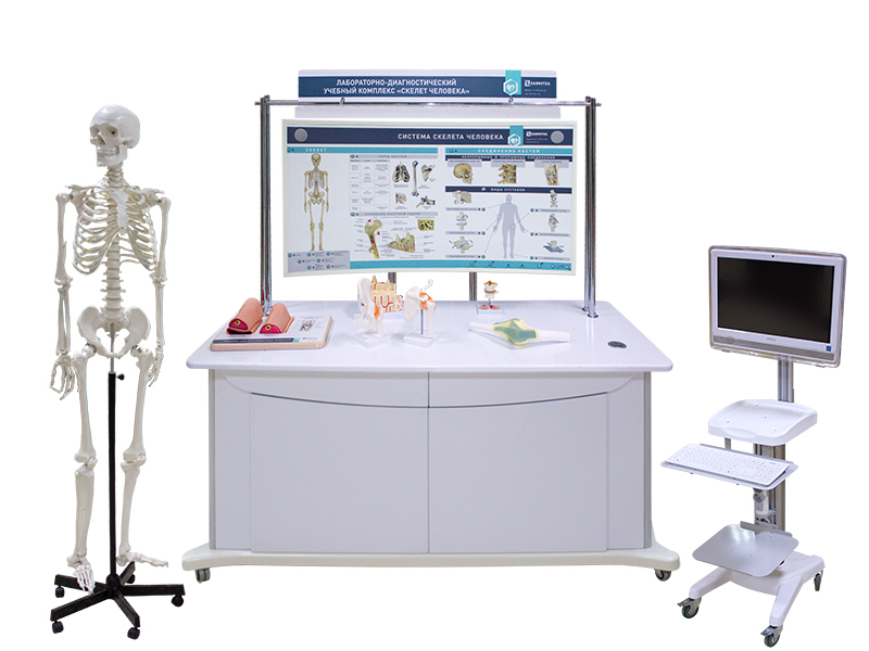 Лабораторно-диагностический учебный комплекс "Скелет человека" — купить в МЕДСЕТ