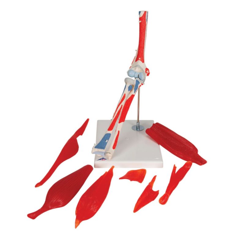 Модель локтевого сустава, 8 частей — купить в МЕДСЕТ