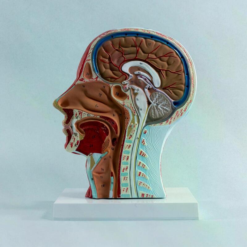 Нейроваскулярная модель головы человека с сечением в сагиттальной плоскости — купить в МЕДСЕТ