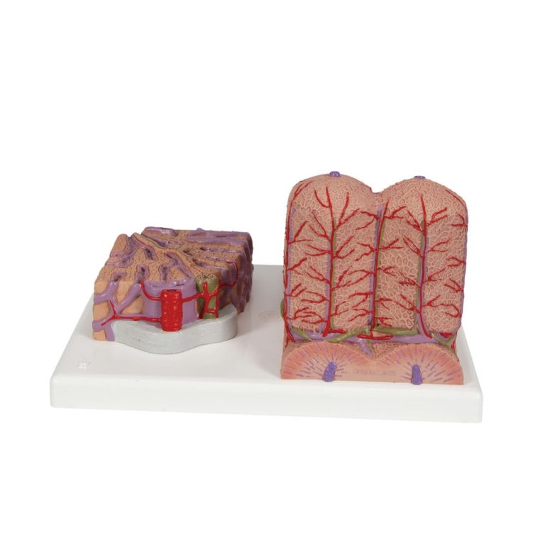 Модель печени 3B MICROanatomy — купить в МЕДСЕТ