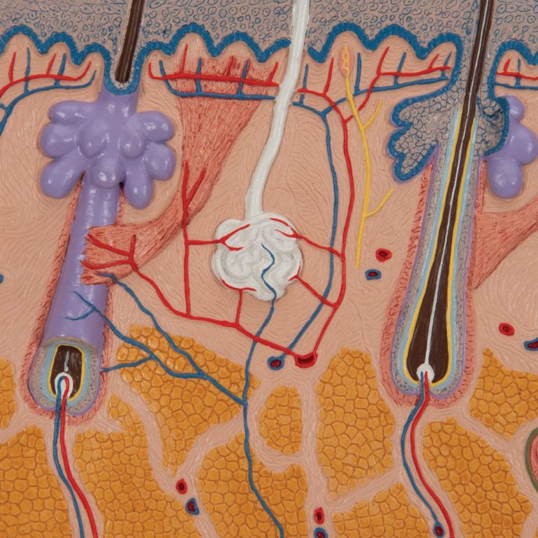 Модель сечения кожи, 70-кратное увеличение — купить в МЕДСЕТ